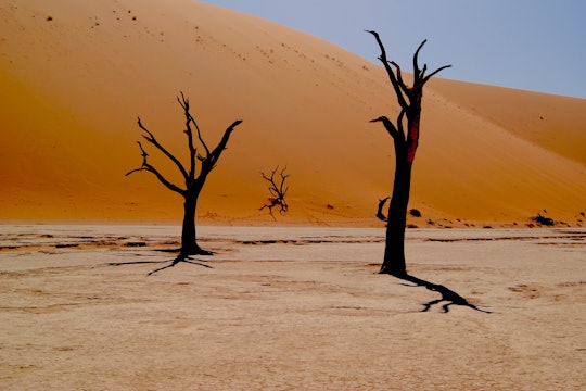 Trees standing in the Namib Desert, Namibia