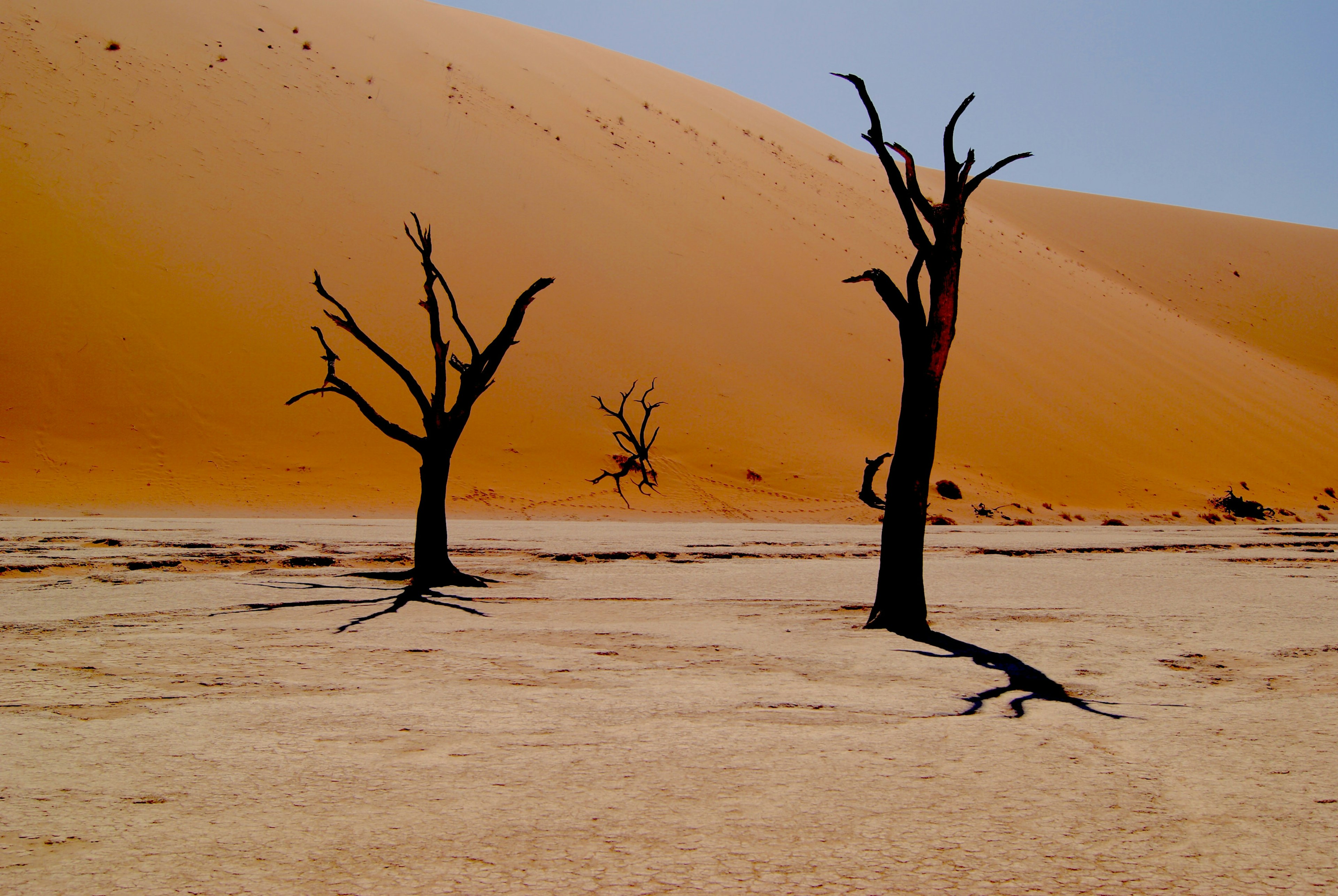 Trees standing in the Namib Desert, Namibia