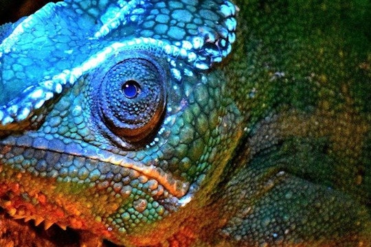 Chameleons Do More Than Change Color Their Bones Glow In The Dark