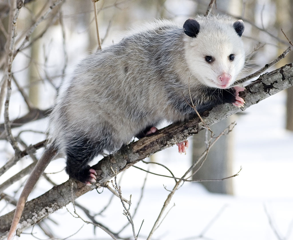 An American opossum in the snow