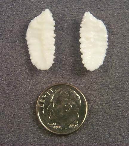 Otolith from Pacific Cod