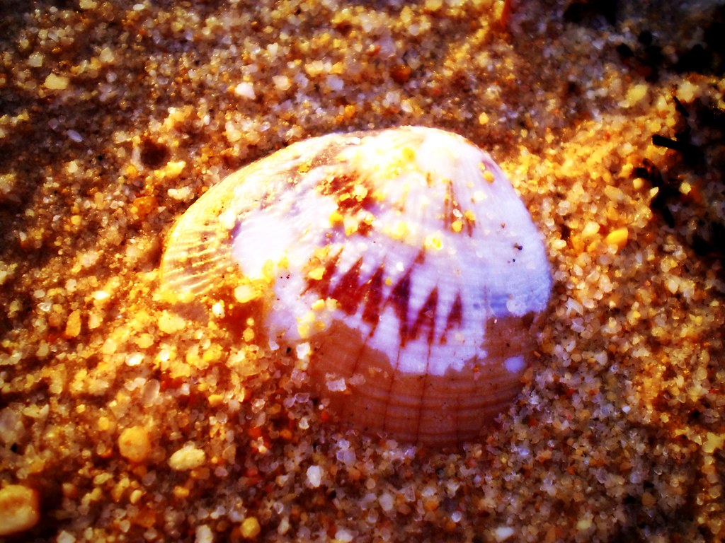 Pink and white sea shell buried in the sand on the beach