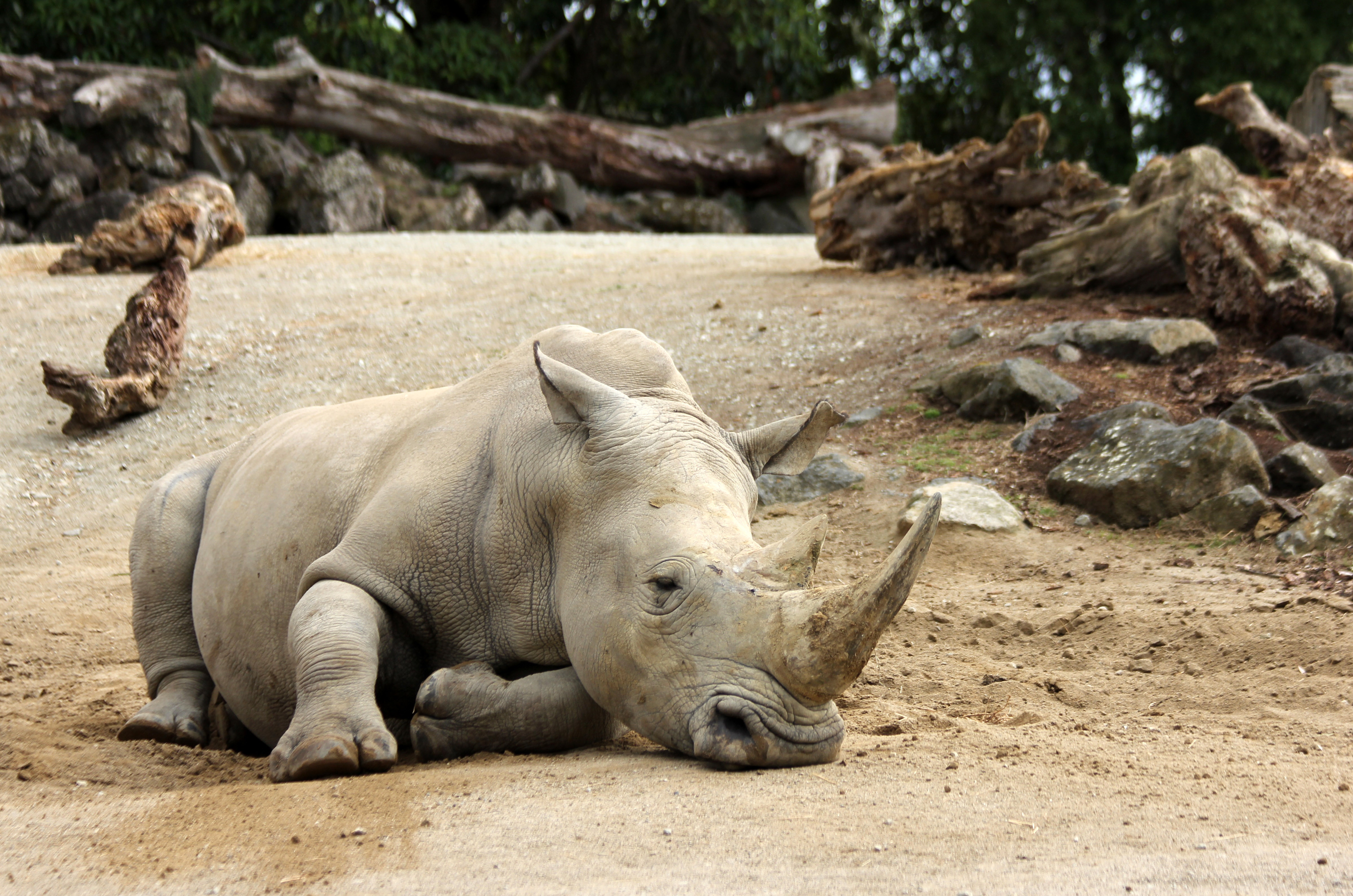 A gray rhinoceros (rhino) laying on the ground at the Auckland Zoo. 