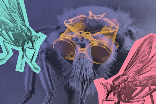 a fly wearing binoculars