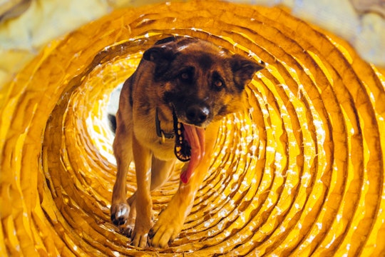 A German Shepherd dog running through a play tube. 