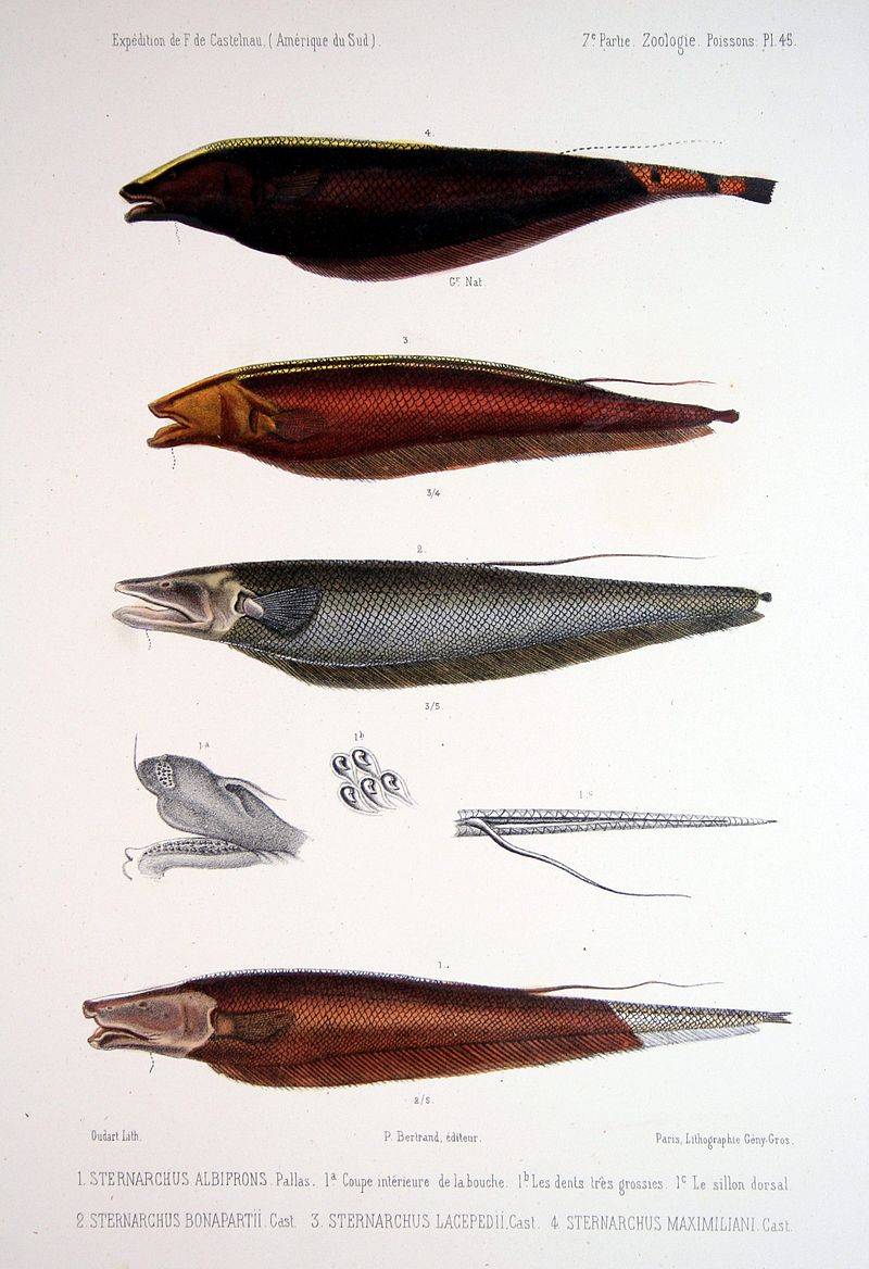 illustration of 4 fish 