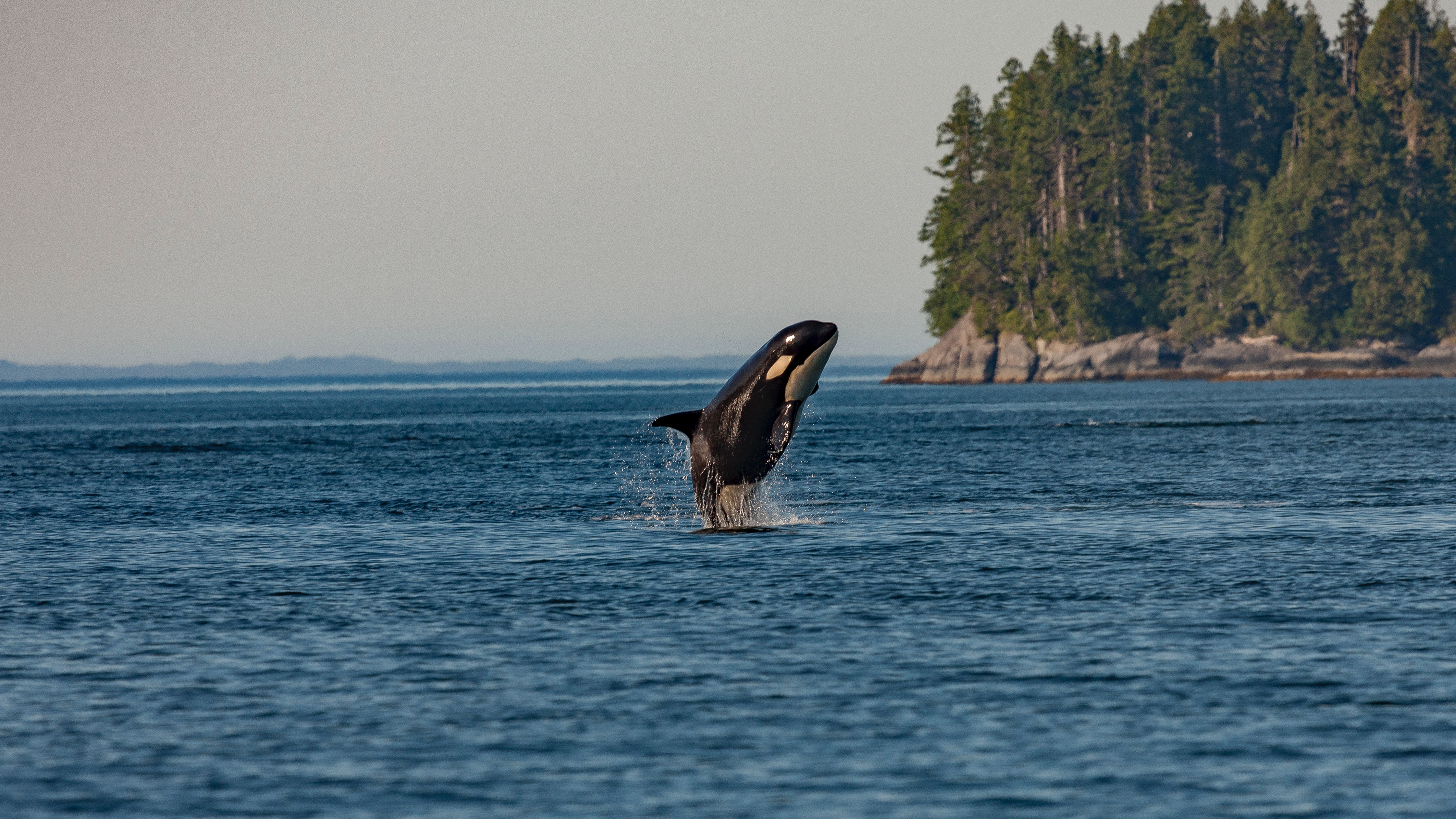 orca whale coming out of the water