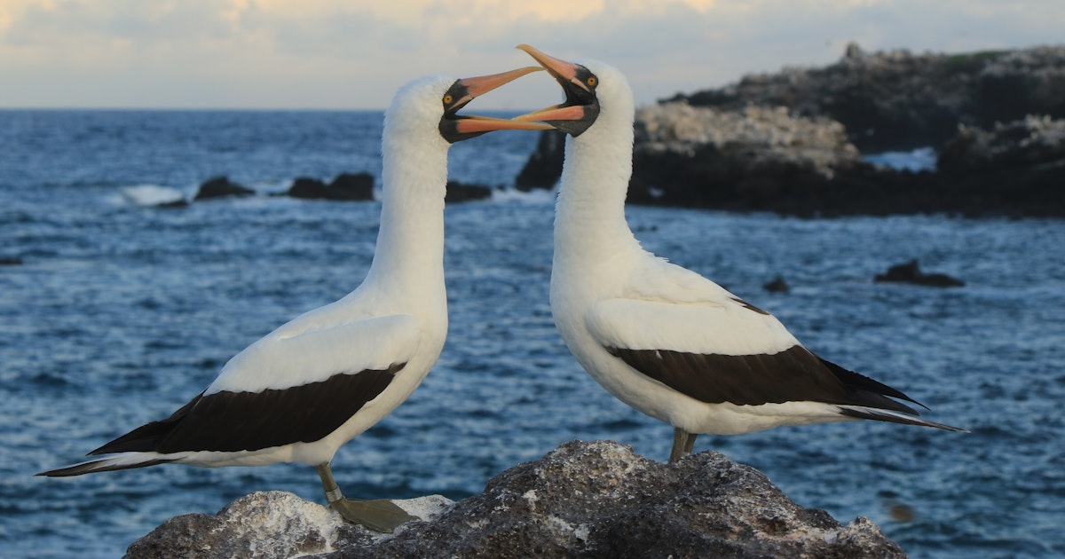 Boobies of the Galápagos are replacing their disappearing food source with junk fish