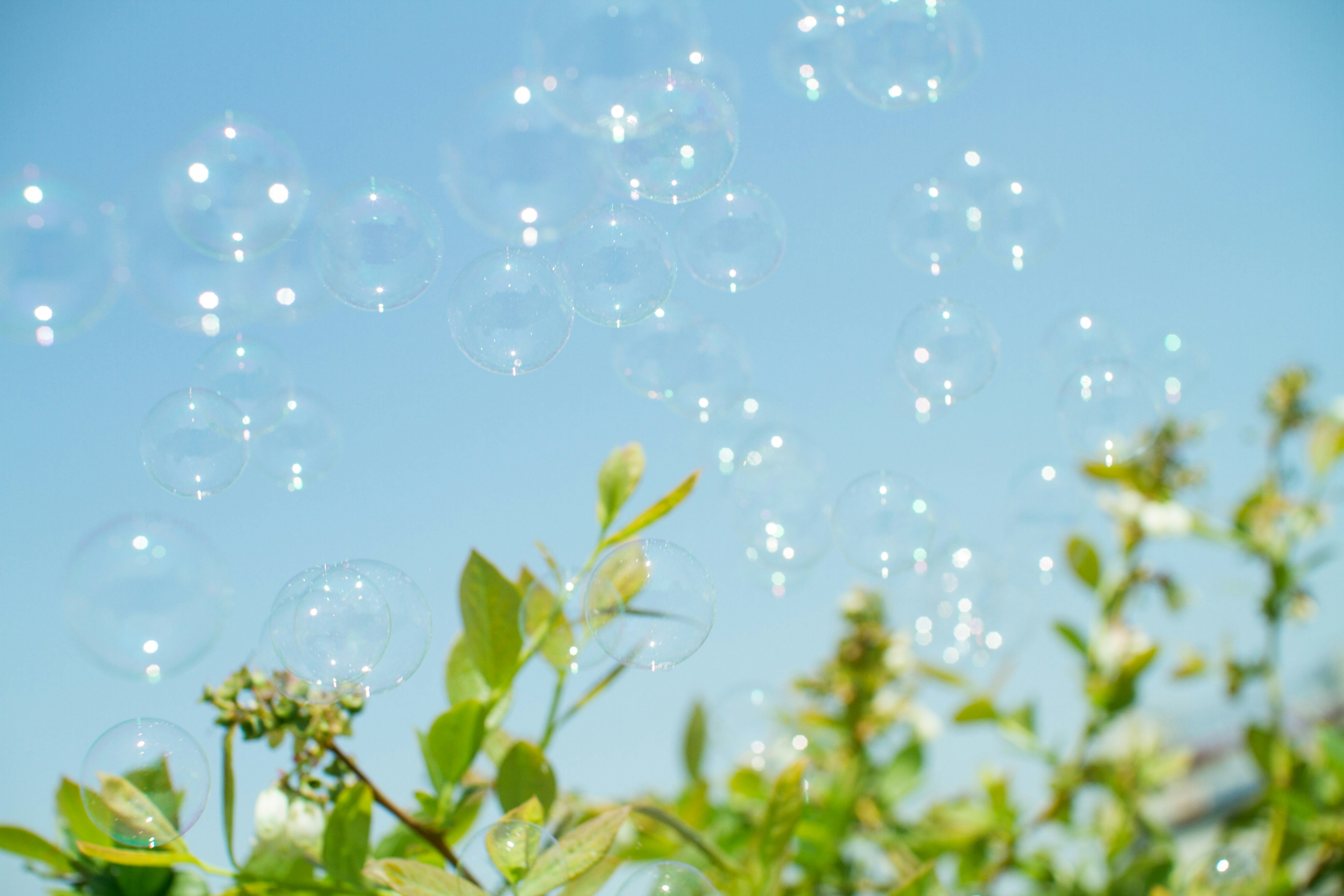 bubbles floating over plants