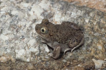 Mexican spadefoot toad