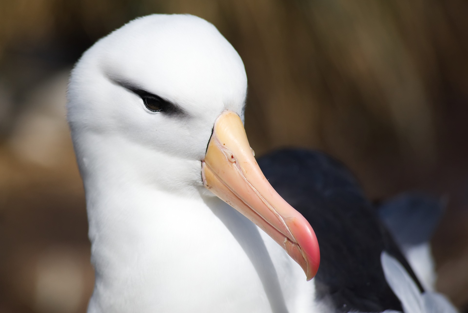 albatross