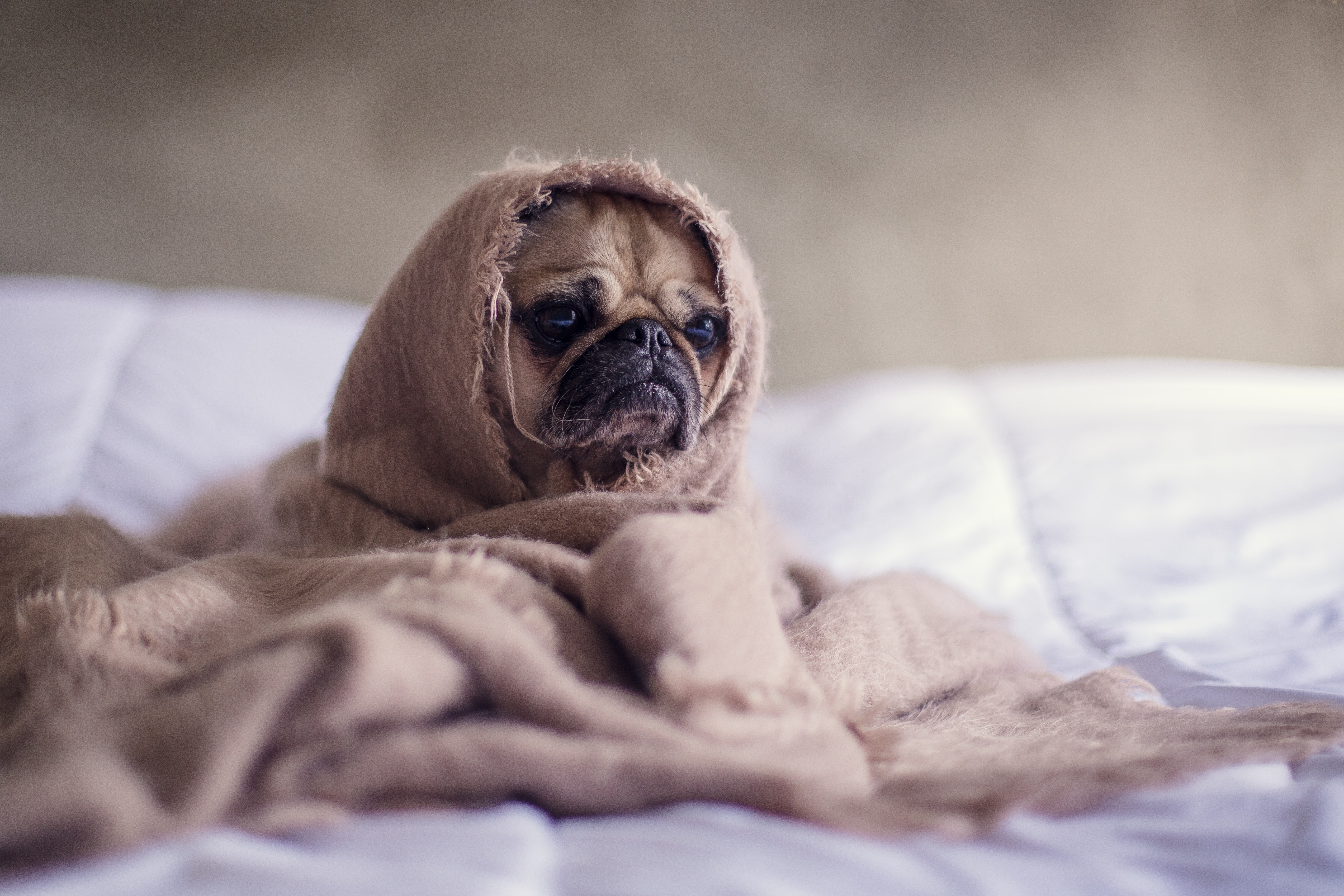 A pug with a blanket wrapped around its head, looking sad.