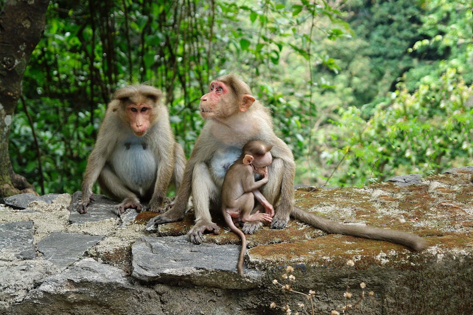 Браки мужчин обезьян