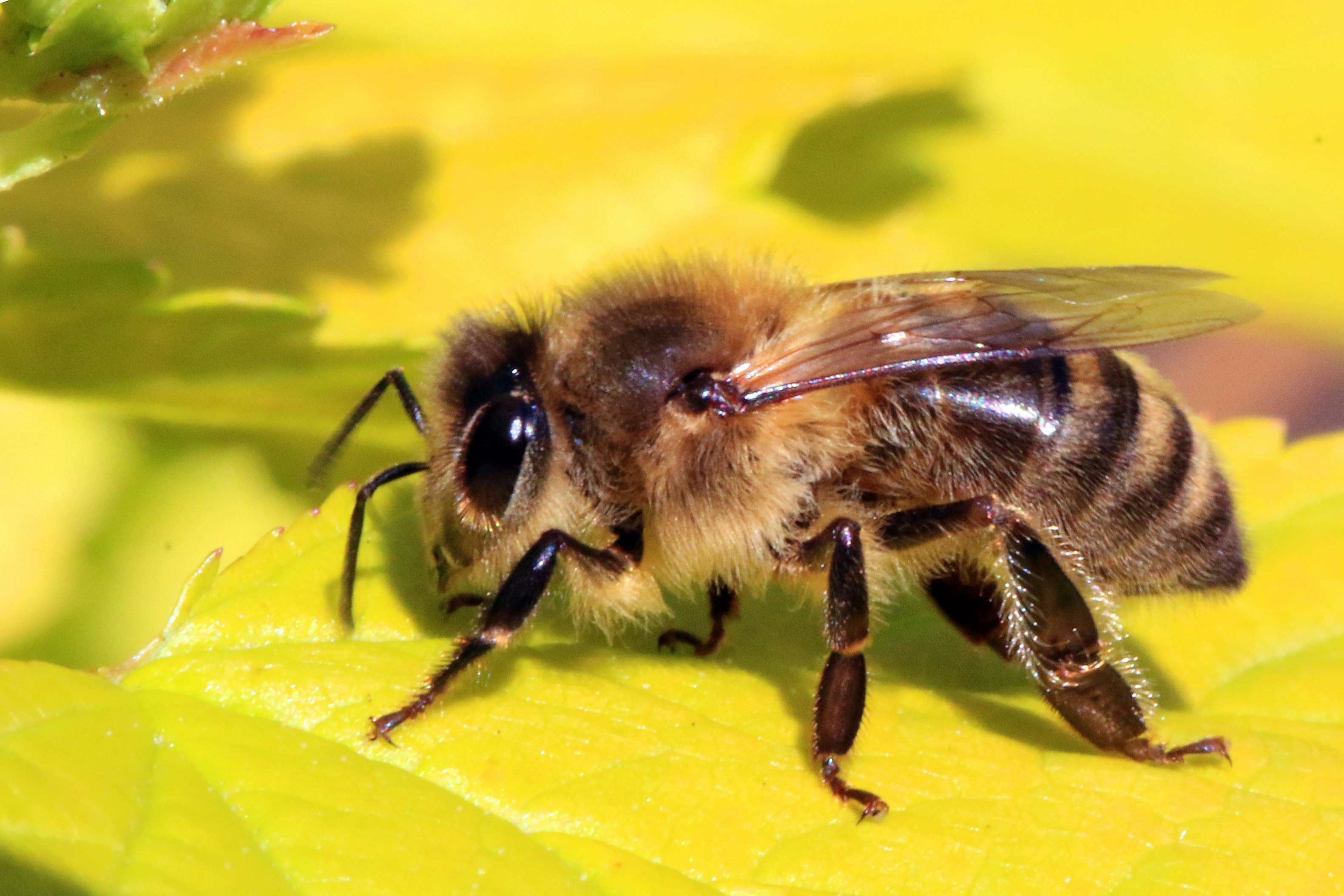 A honey bee sitting on a leaf