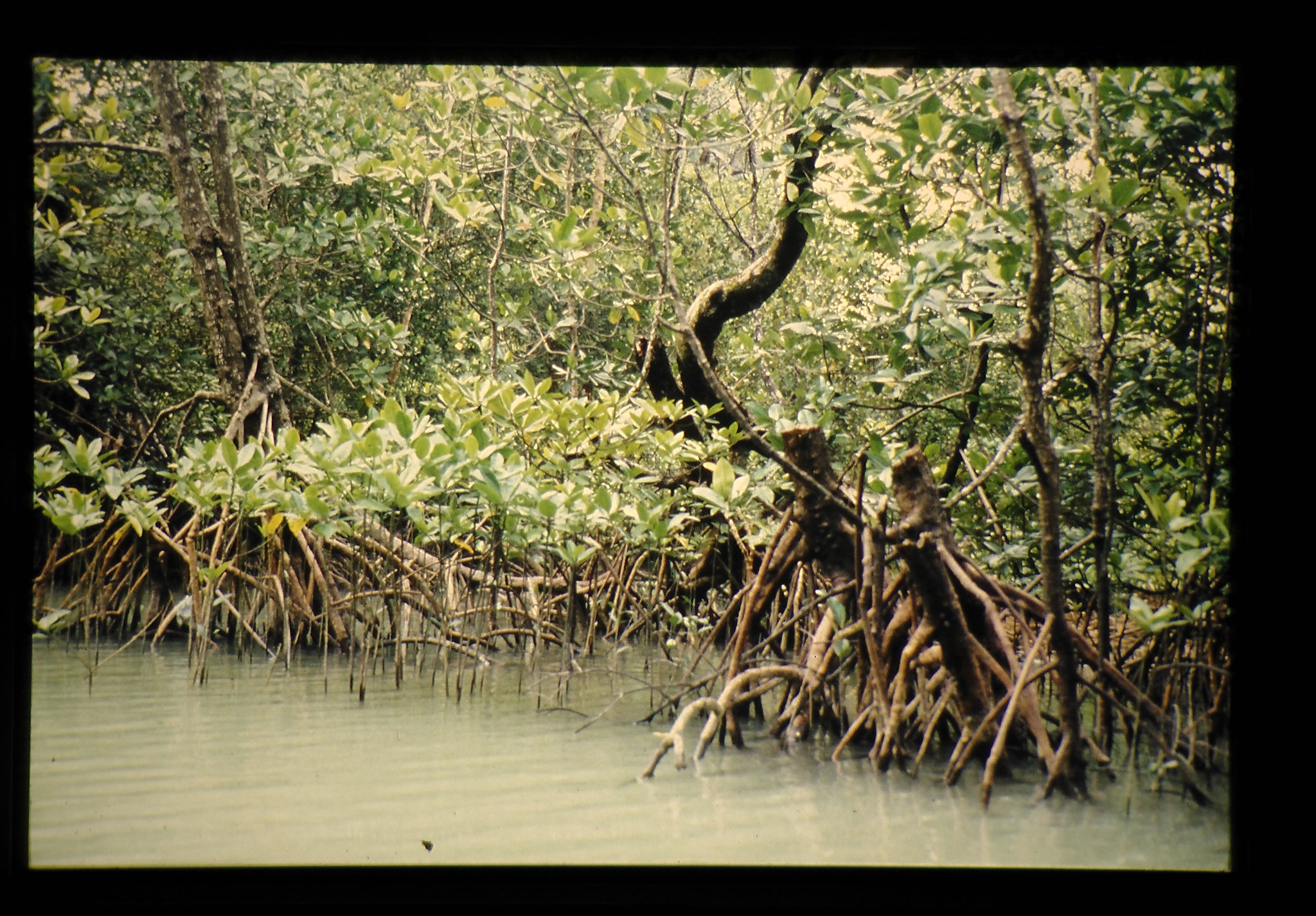 A swampy mangrove forest in Thailand, 1988.