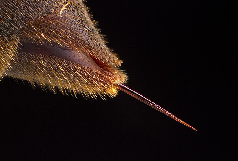 close up of a paper wasp's stinger against a black background