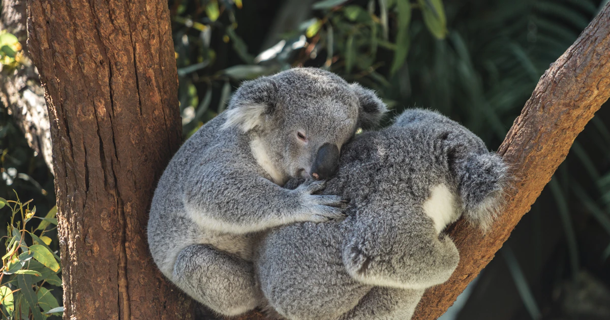 Koalas Python Carpet pythons are the second-biggest predator of wild koalas