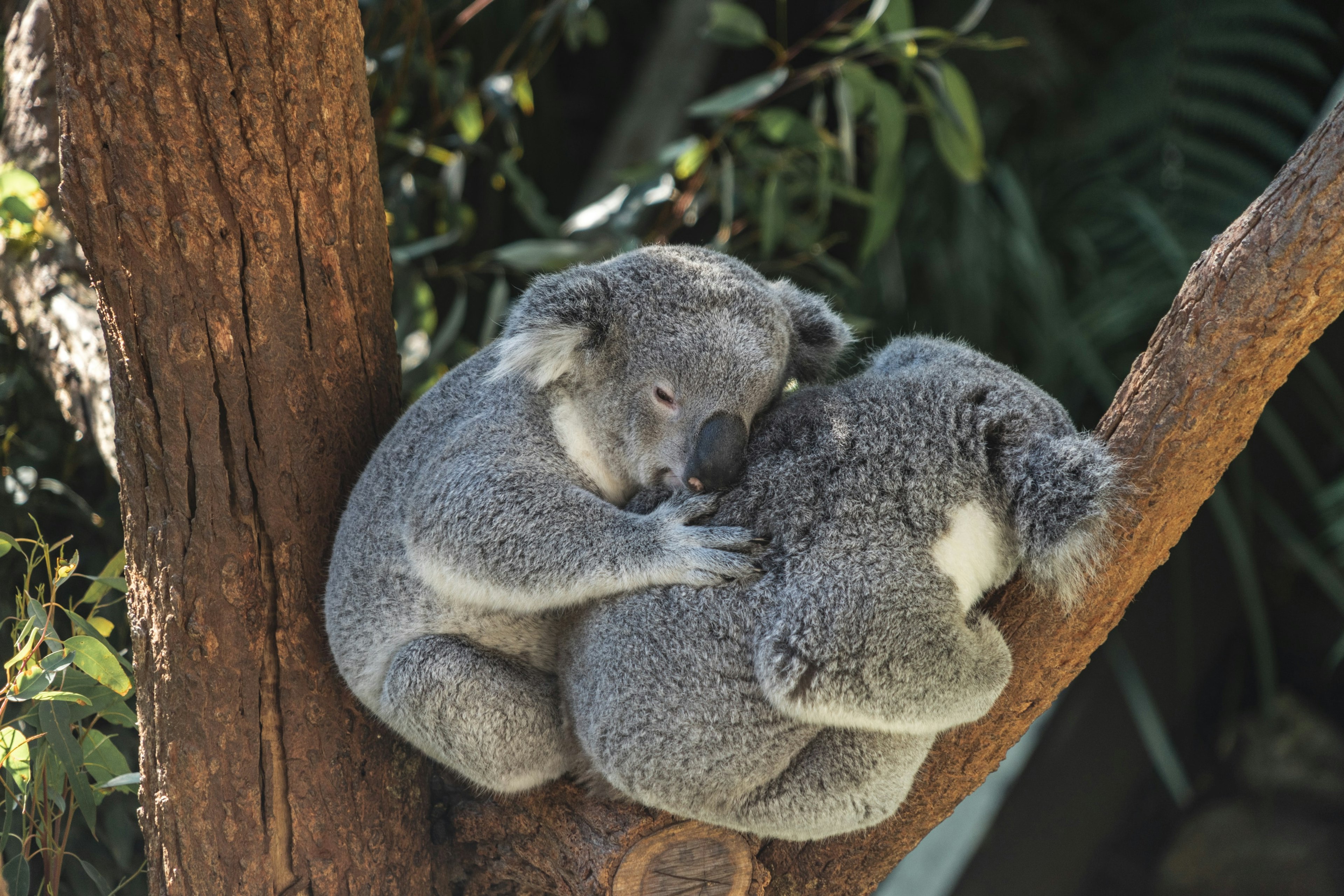 two koala bears in a tree