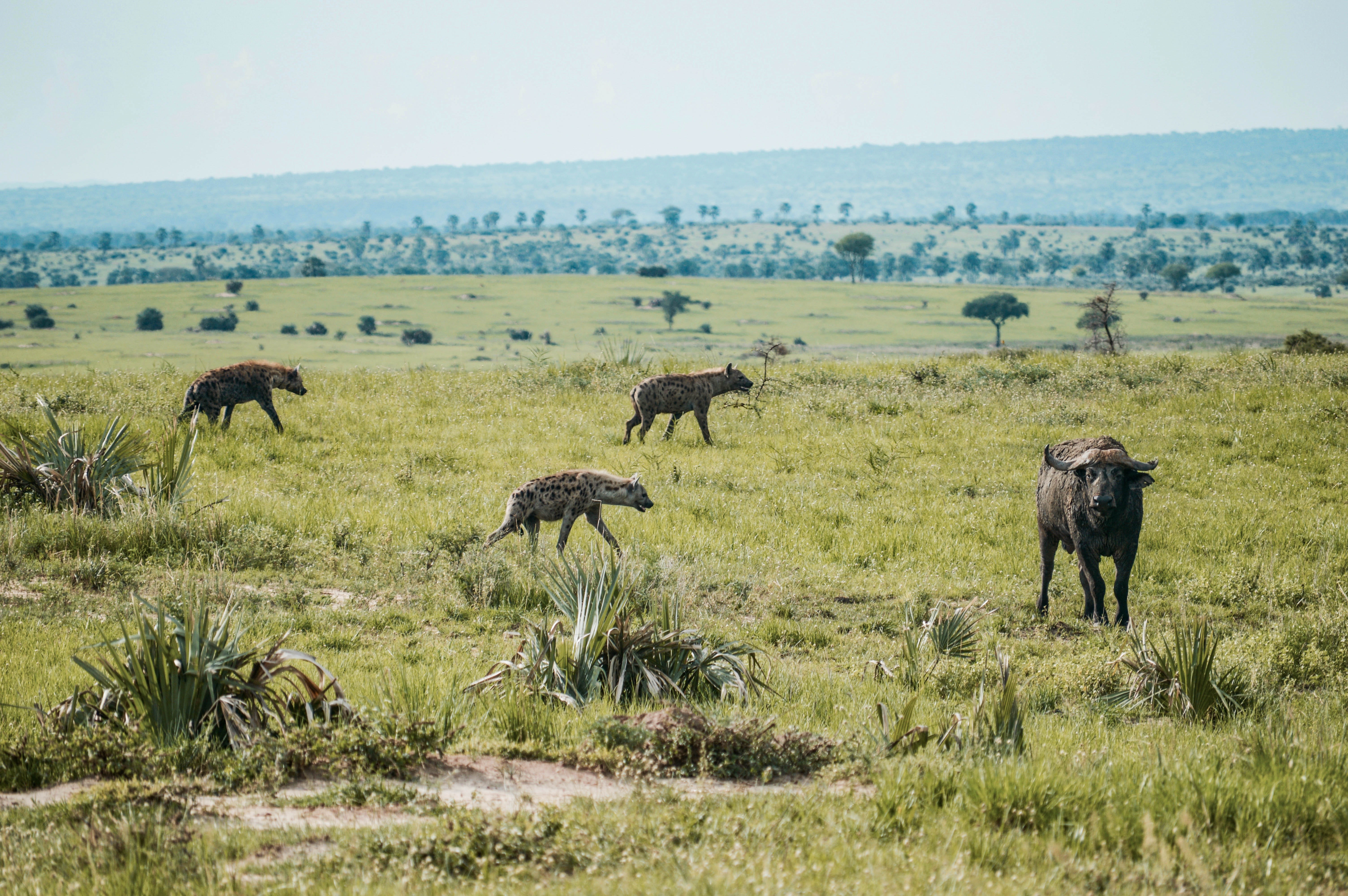 Spotted hyenas hunt a wildebeest in Uganda