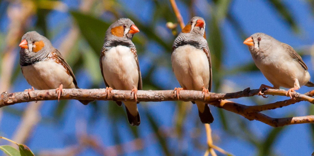 Four zebra finches sitting on a branch