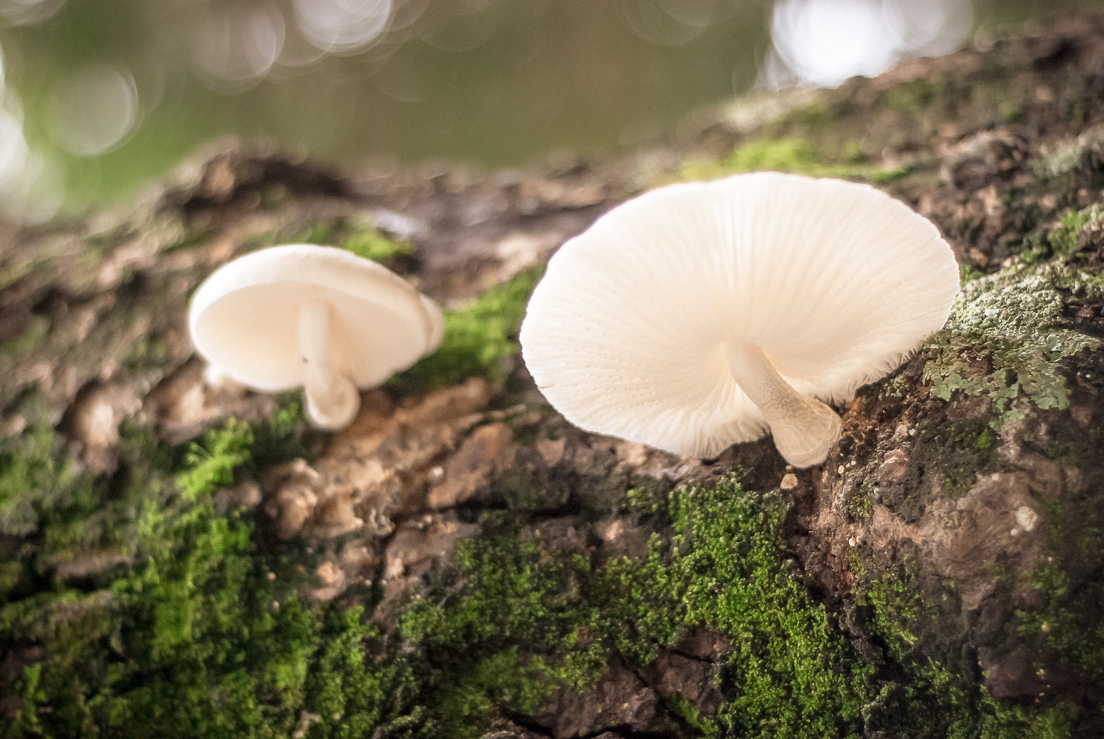 fungi growing from fallen tree