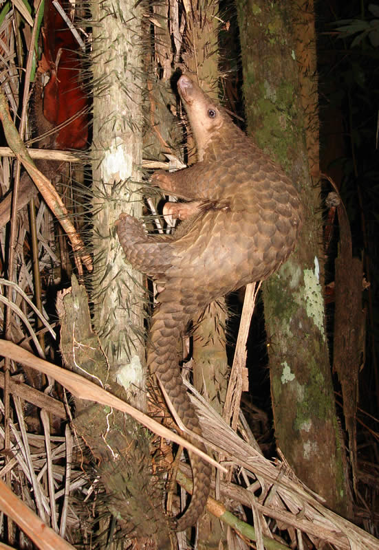 Pangolin (small mammal with scales) climbs a tree