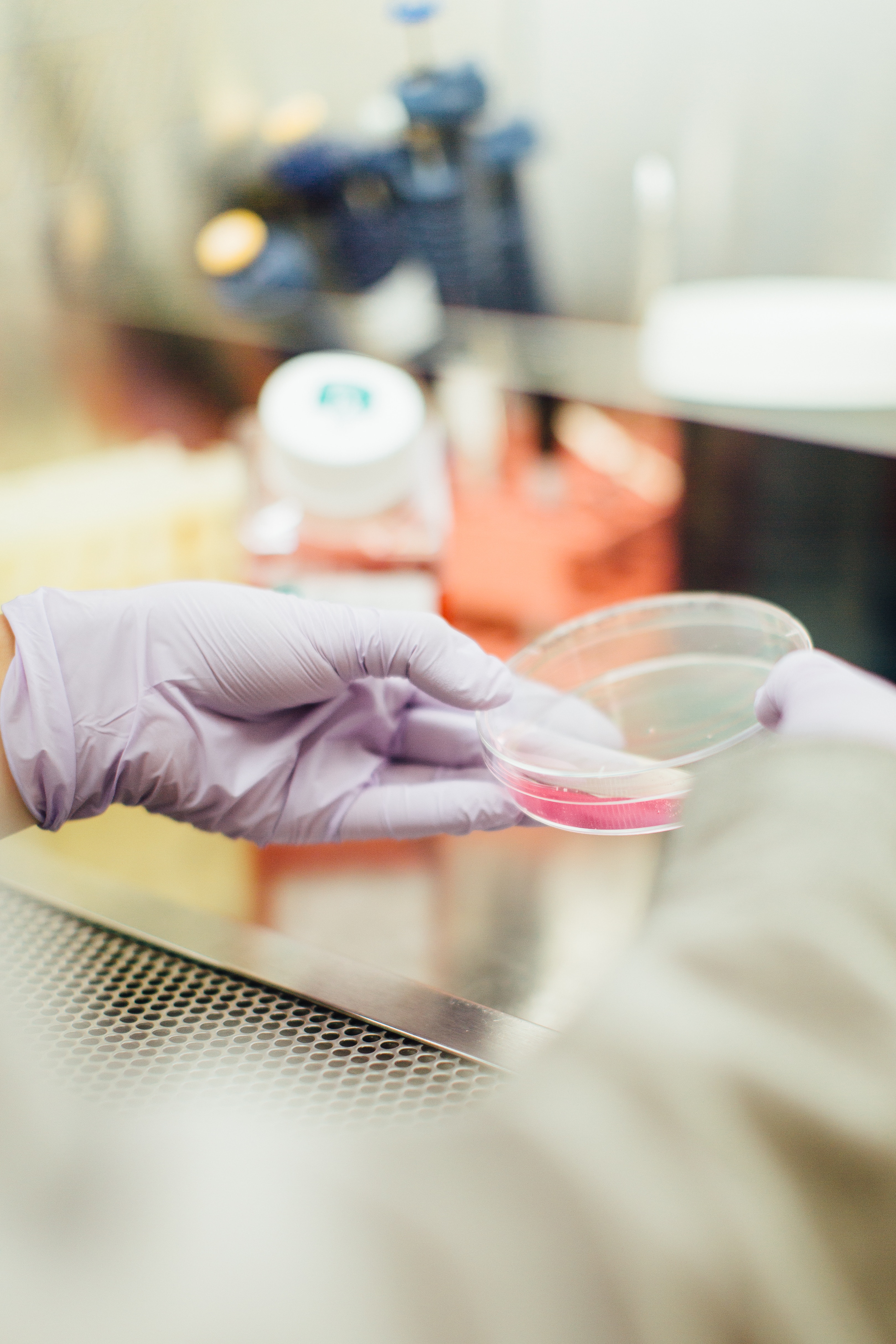 gloved hand holding petri dish with pink liquid in a lab