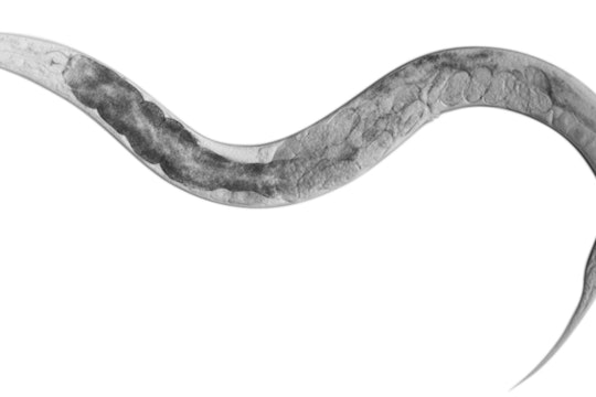c. elegans worm