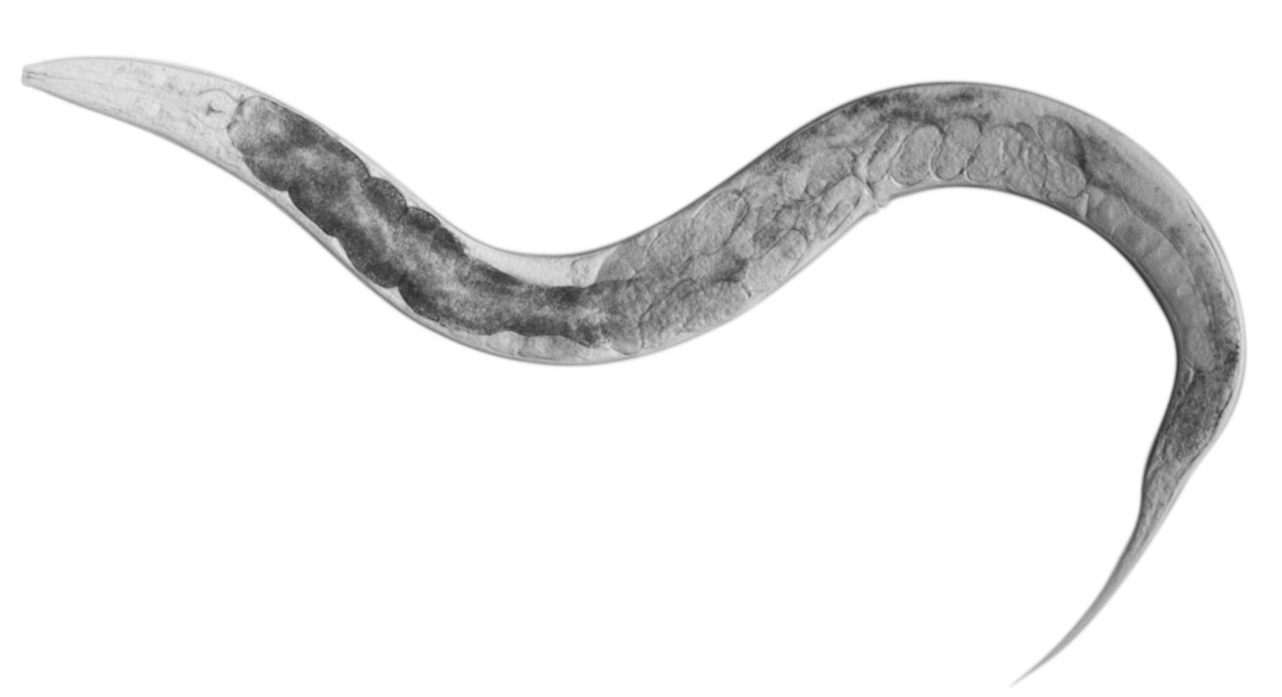 c. elegans worm