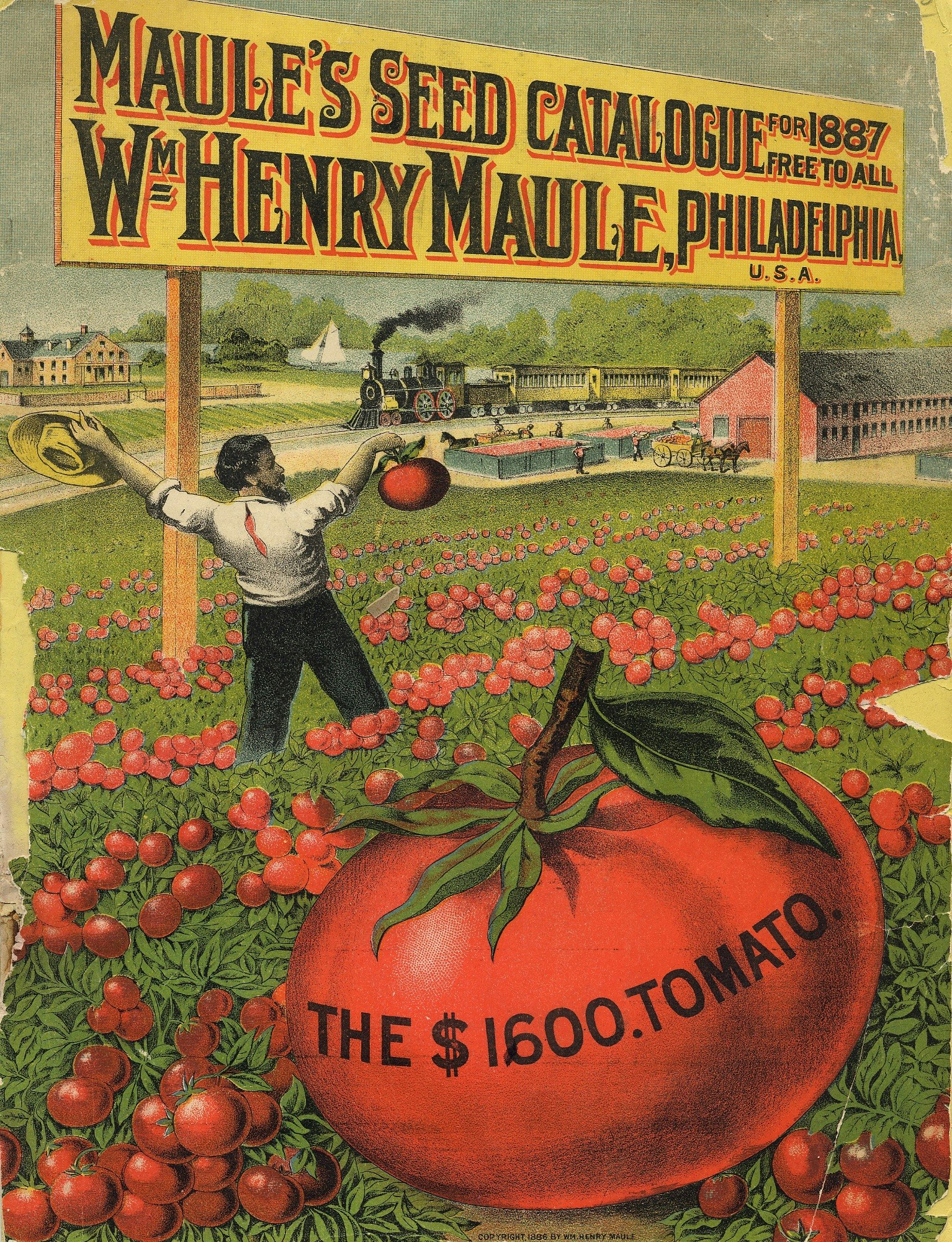 tomato advertisement