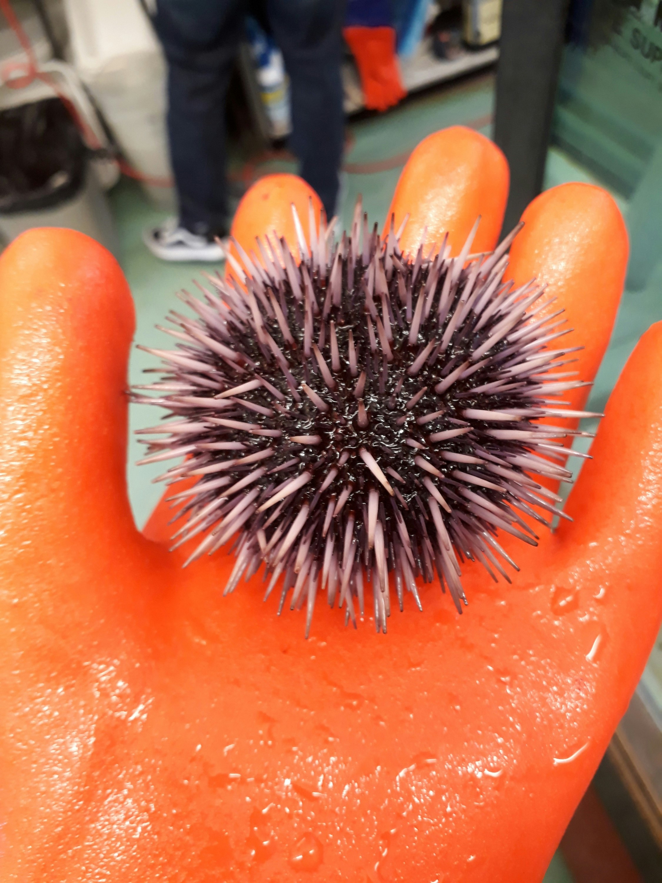 live sea urchin