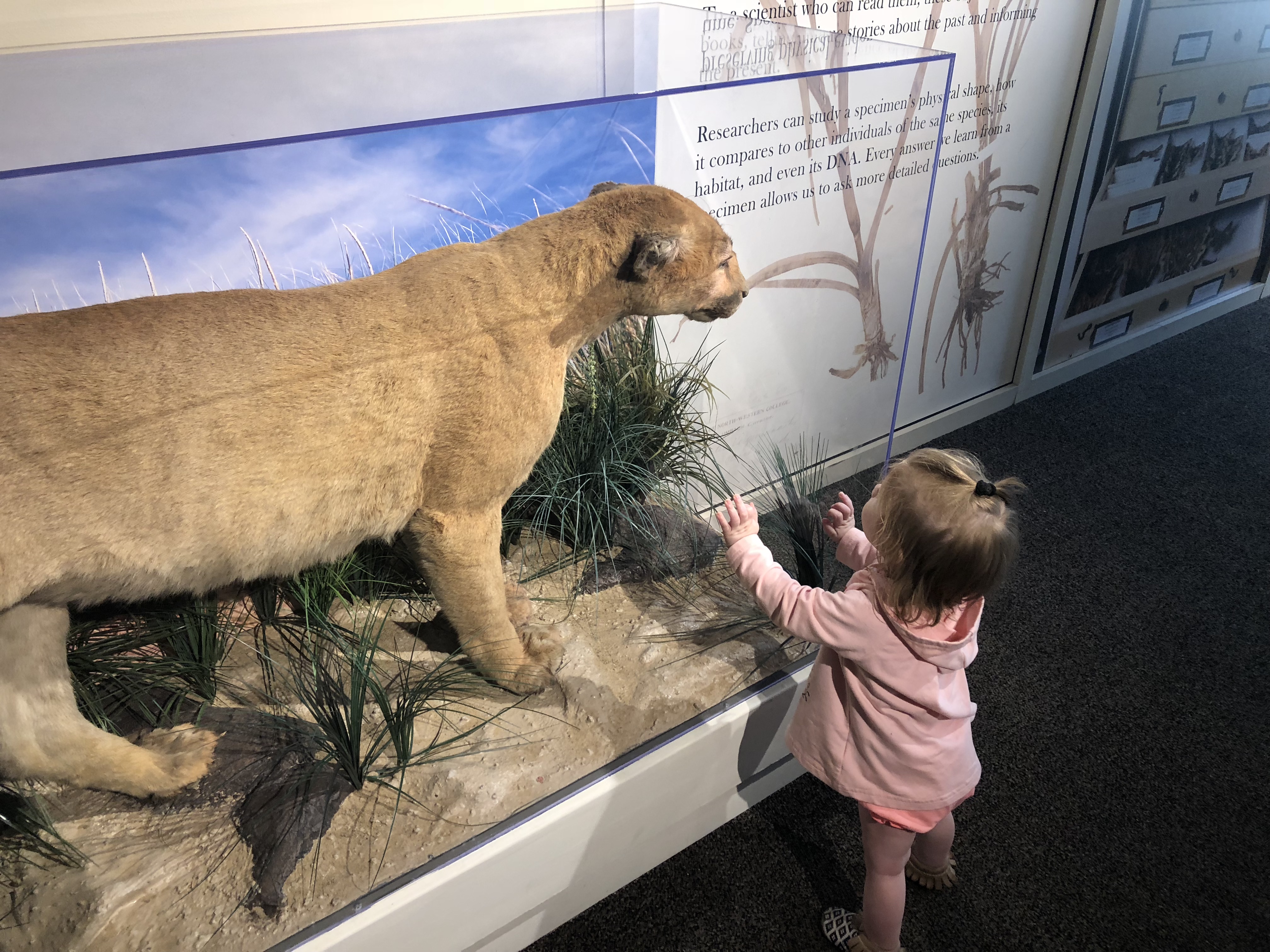 Child looking at nature exhibit during a summer trip, Peggy Notebaert Nature Museum