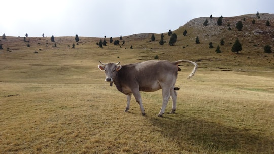 A cow, standing in a field, pooping