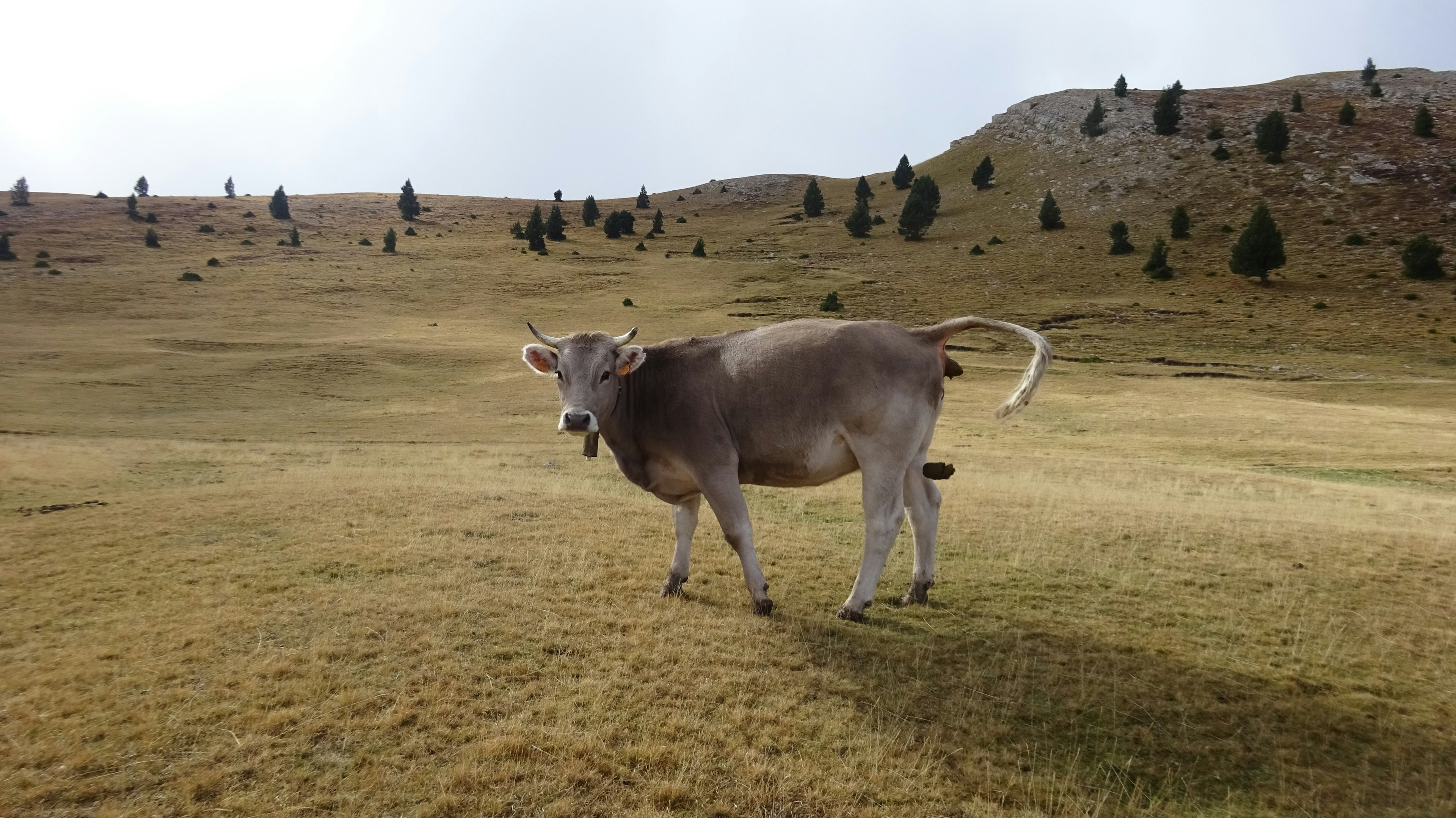 A cow, standing in a field, pooping