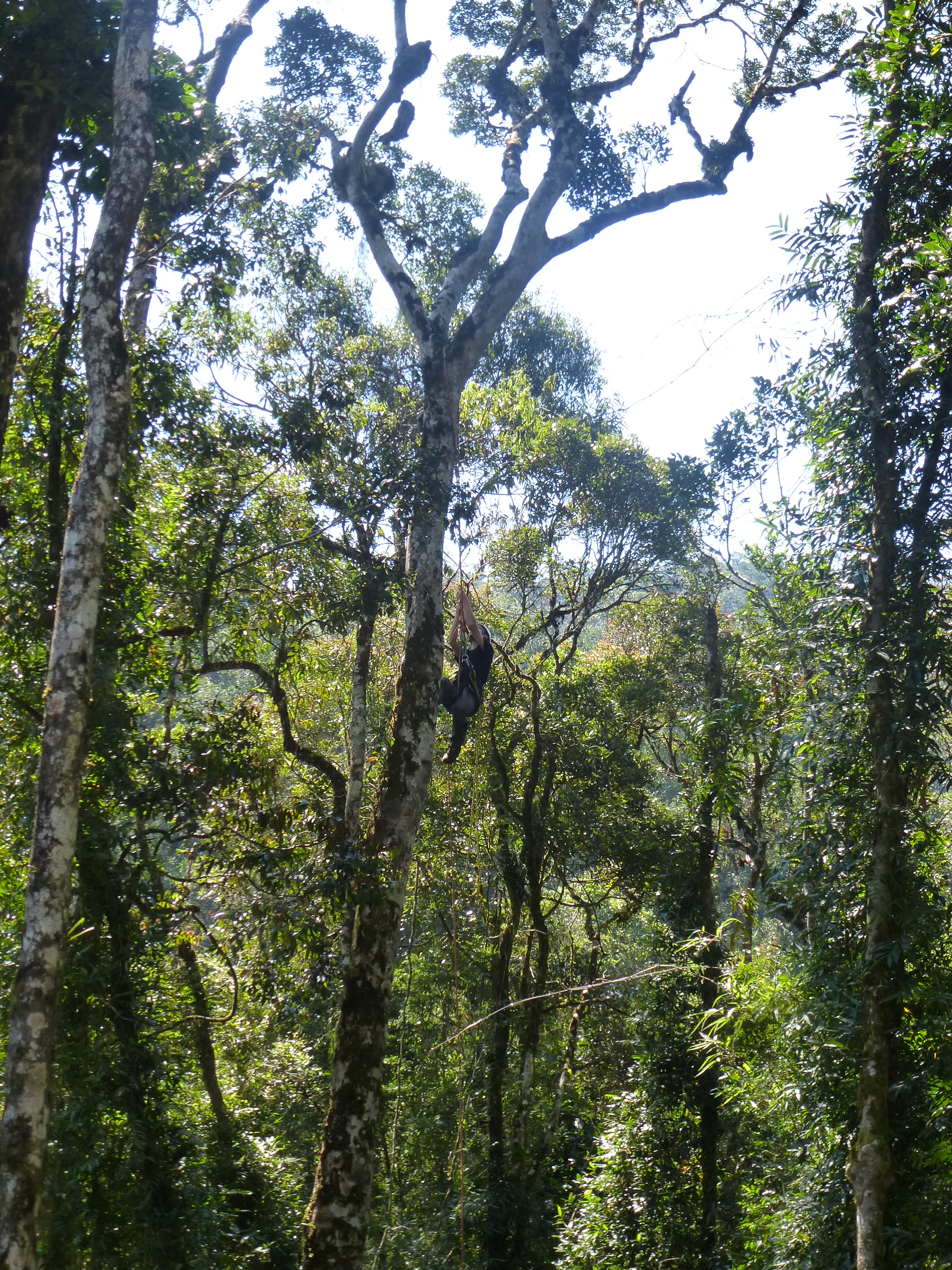 a man climbing a tropical tree