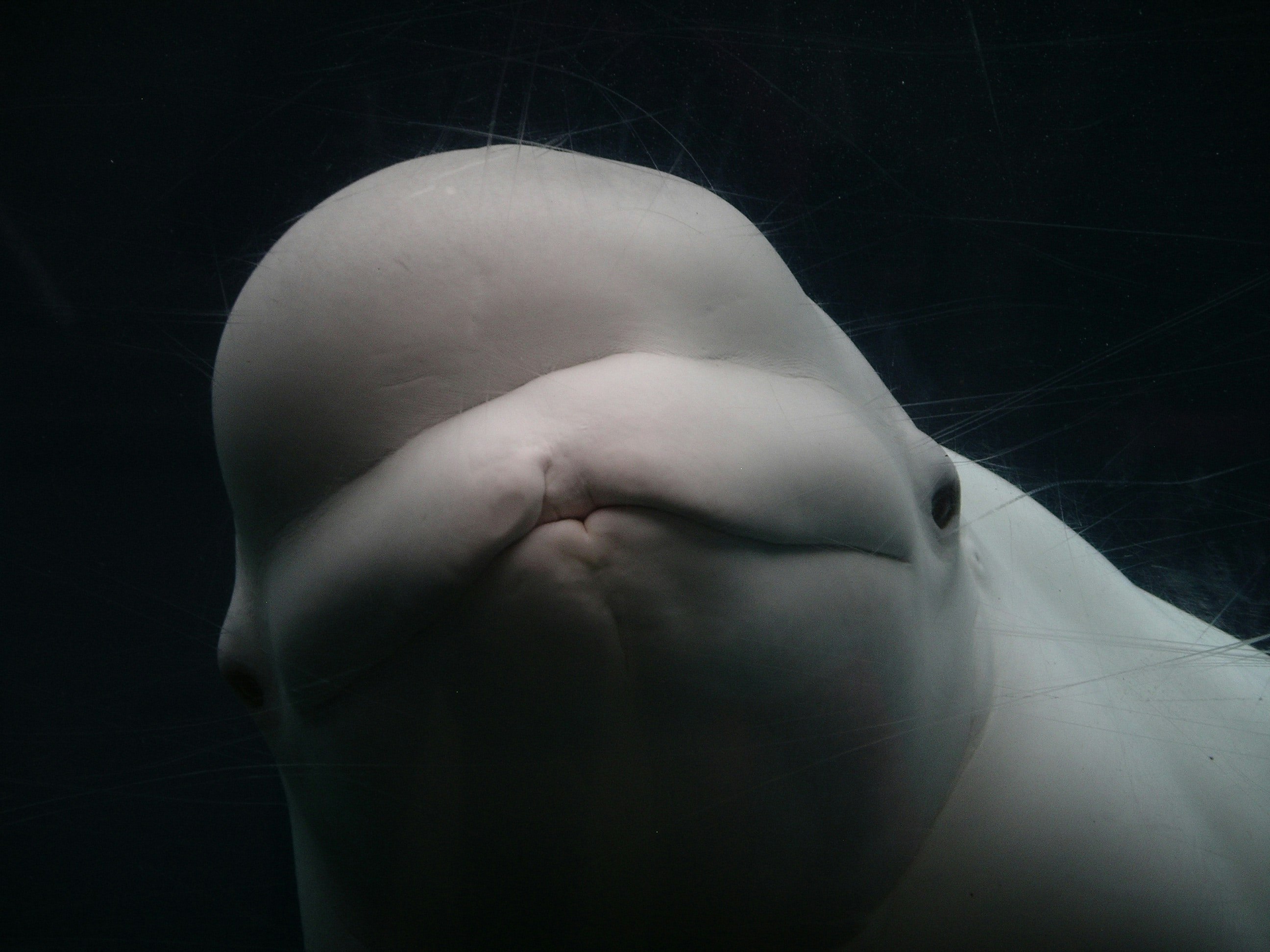 close up of beluga whale looking at camera