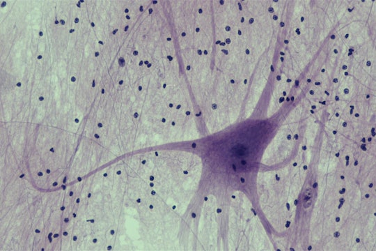 Spinal cord motor neuron