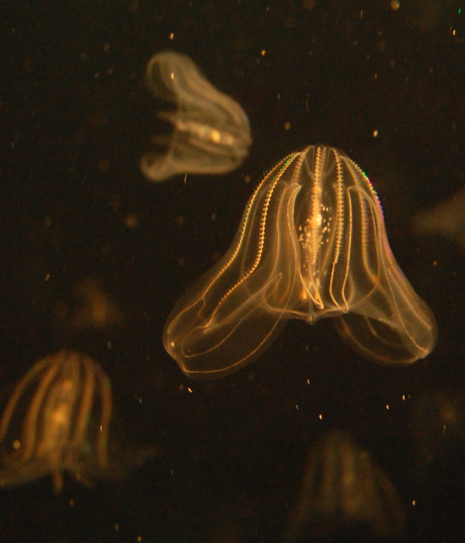 Several warty comb jellies swimming at the Boston Aquarium