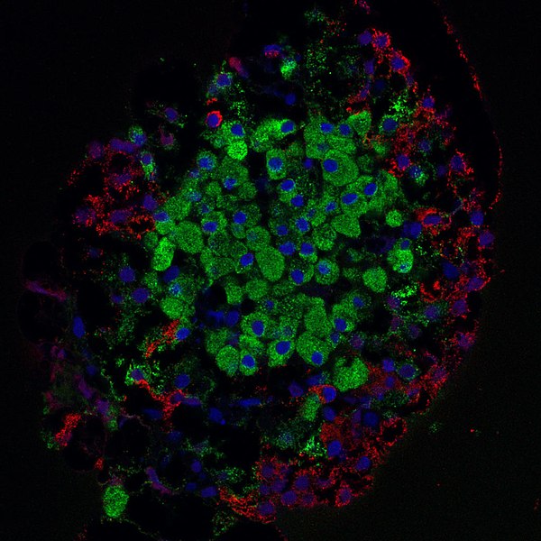 the place on the pancreas where insulin is created, with different areas stained red, green, and blue