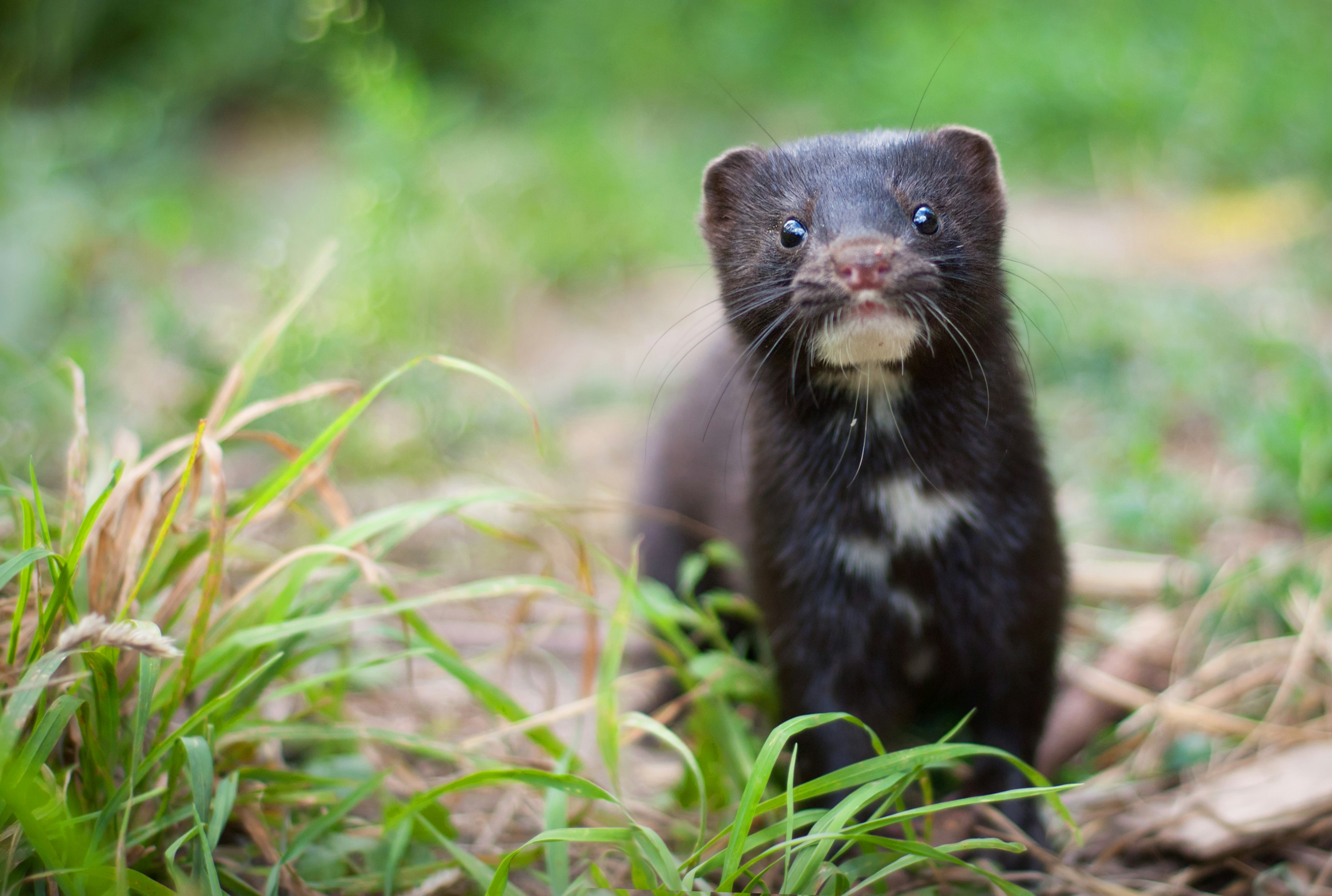 An American mink standing in some grass
