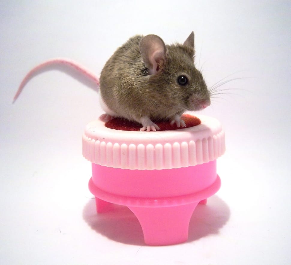 a mouse sitting on top of a pink object against a blank background