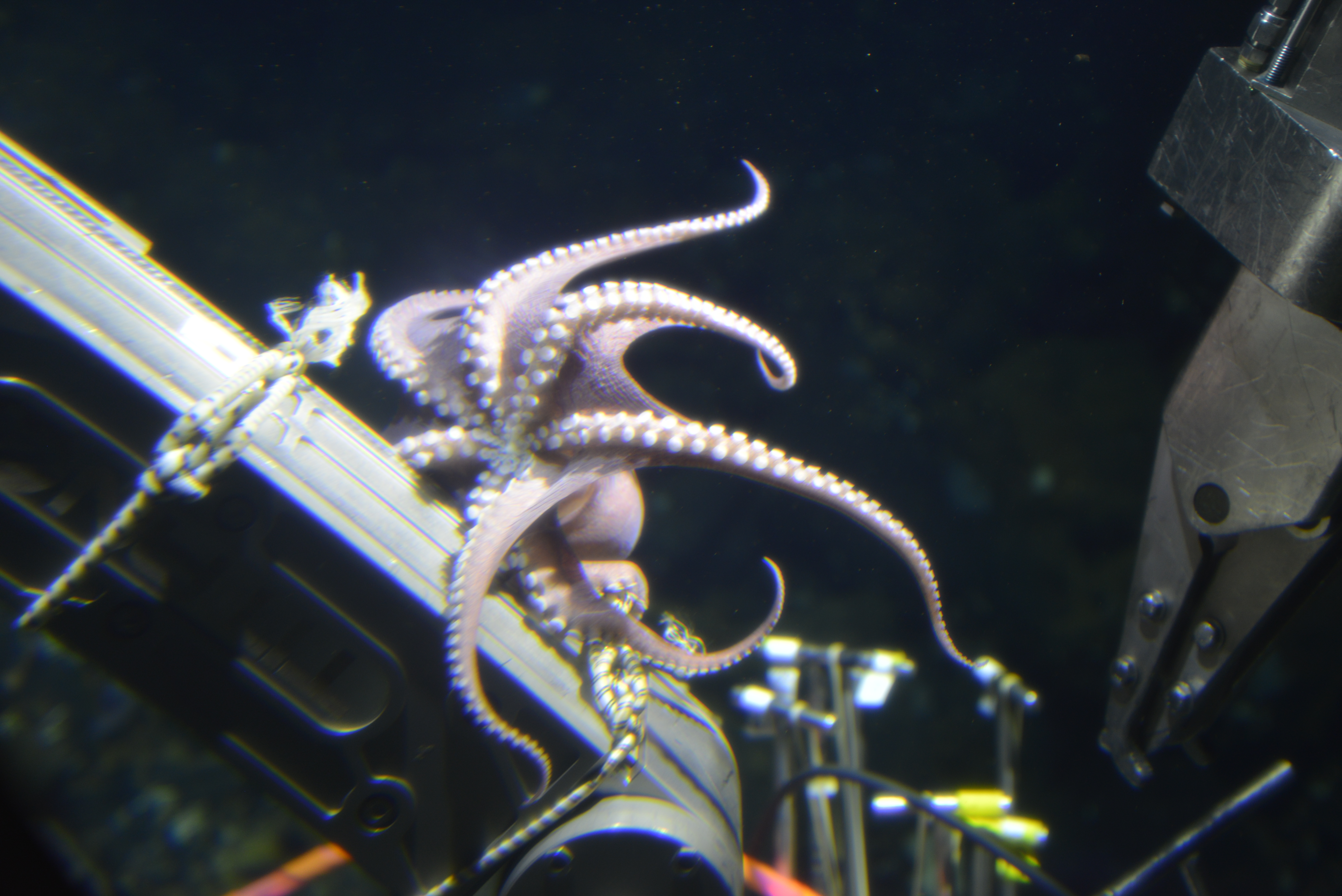 An octopus wraps its arms around the arm of a submersible studying sea vents.