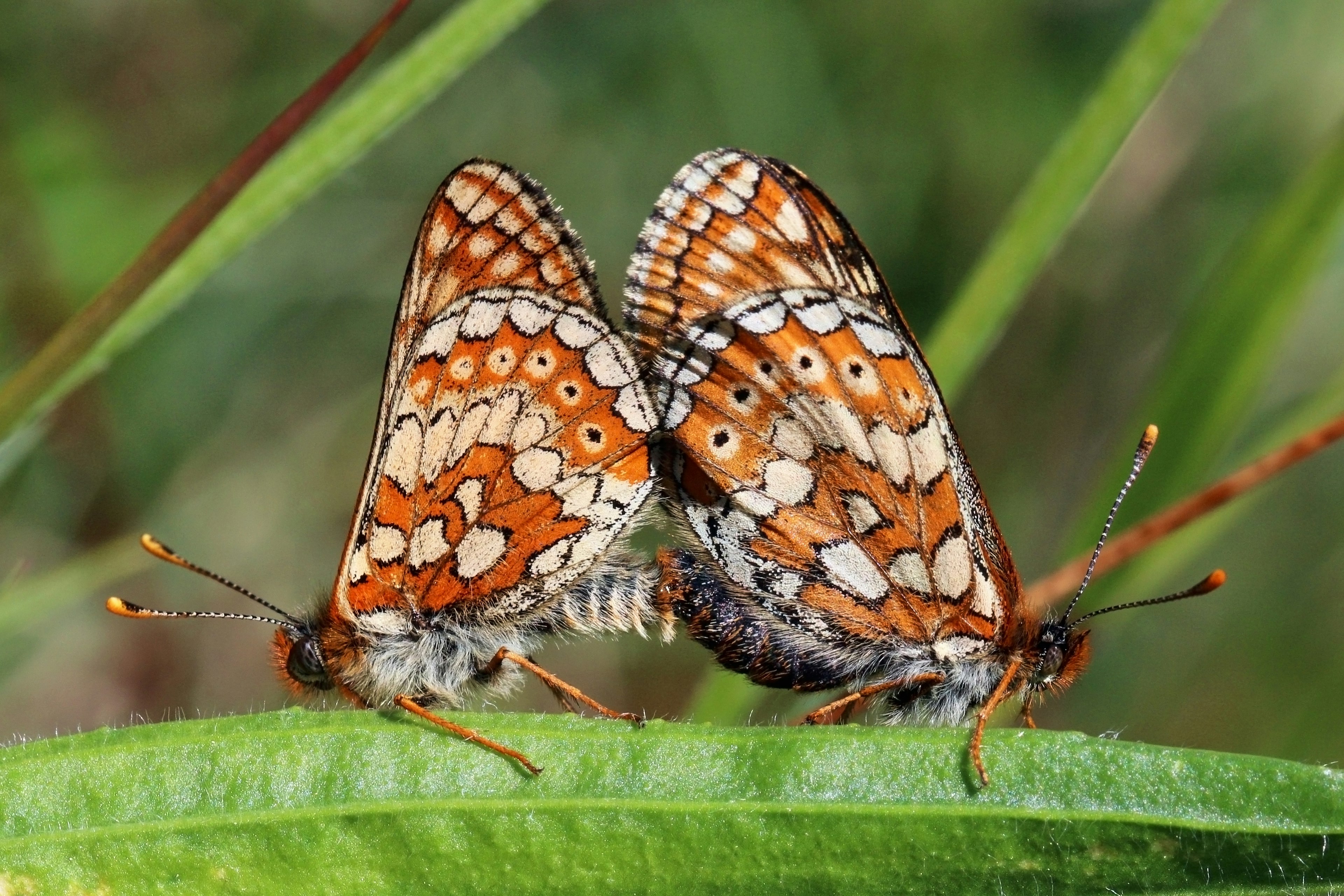 A pair of Marsh fritillaries (Euphydryas aurinia) mating, male left and female right, 
