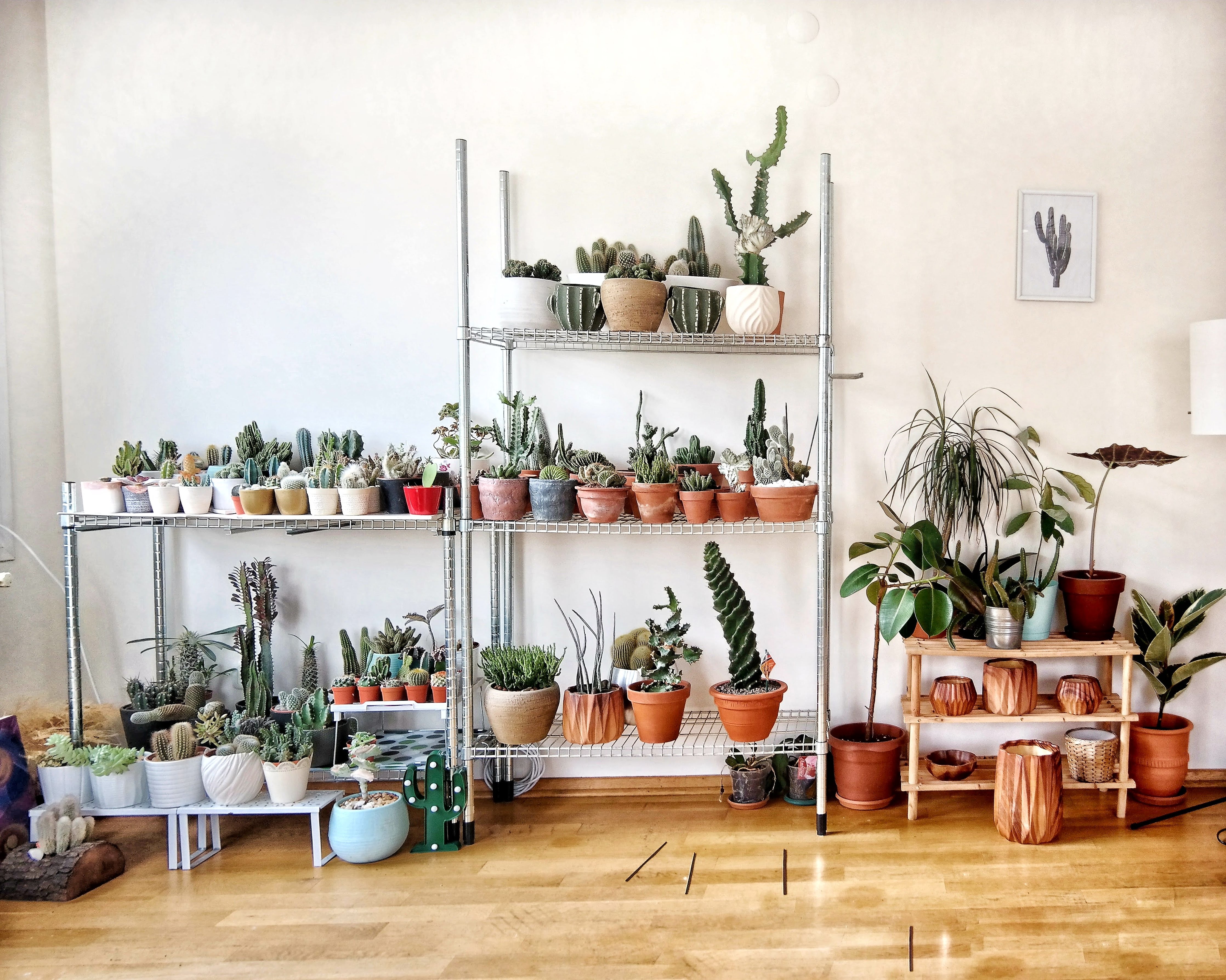 three shelves full of potted plants