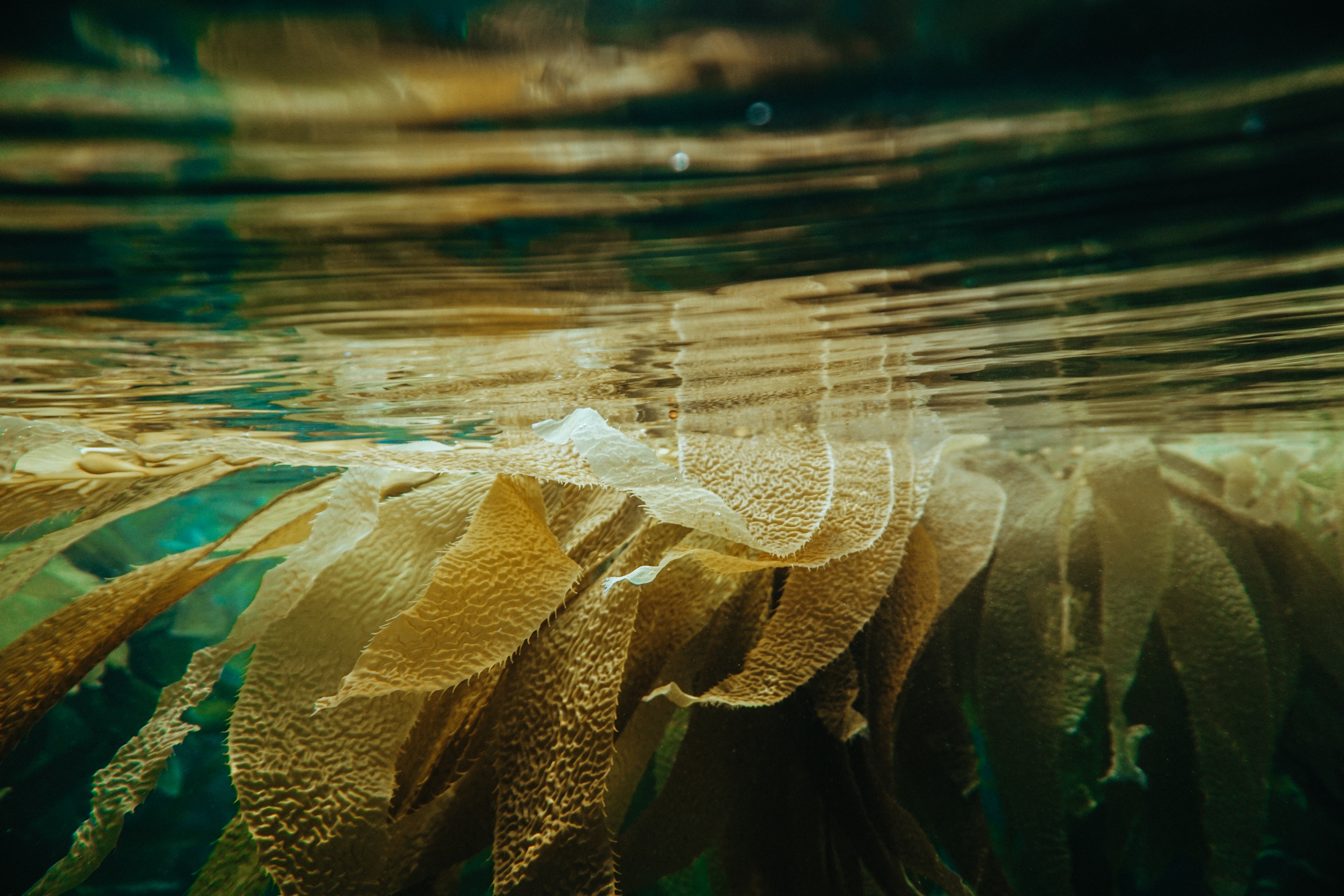 floating kelp