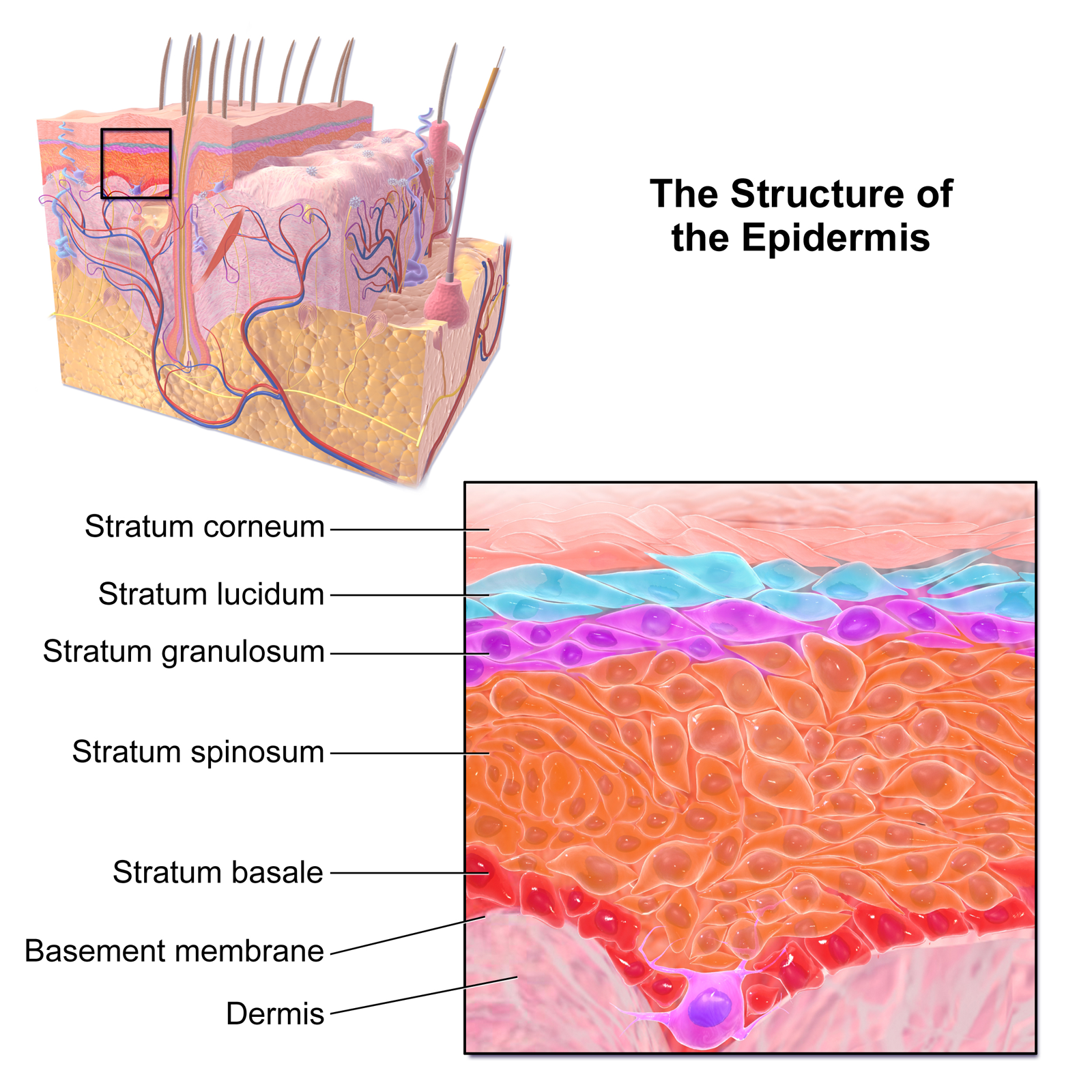 A diagram showing different layers of the epidermis, skin.