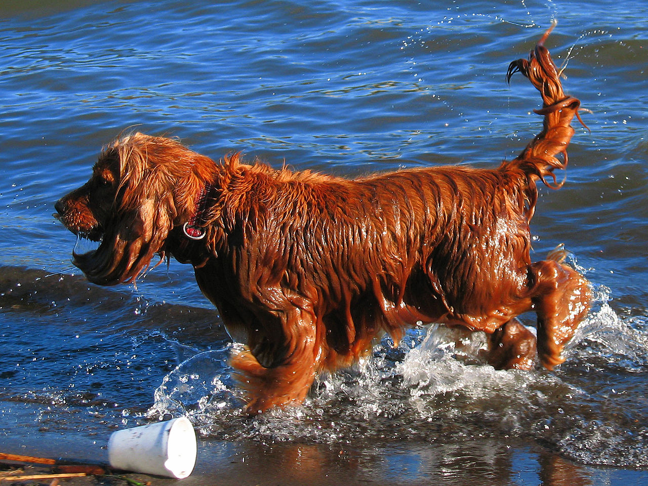 Wet dog