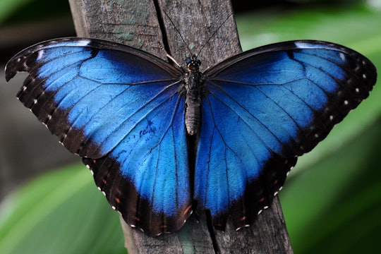 A blue morpho butterfly with its wings spread open