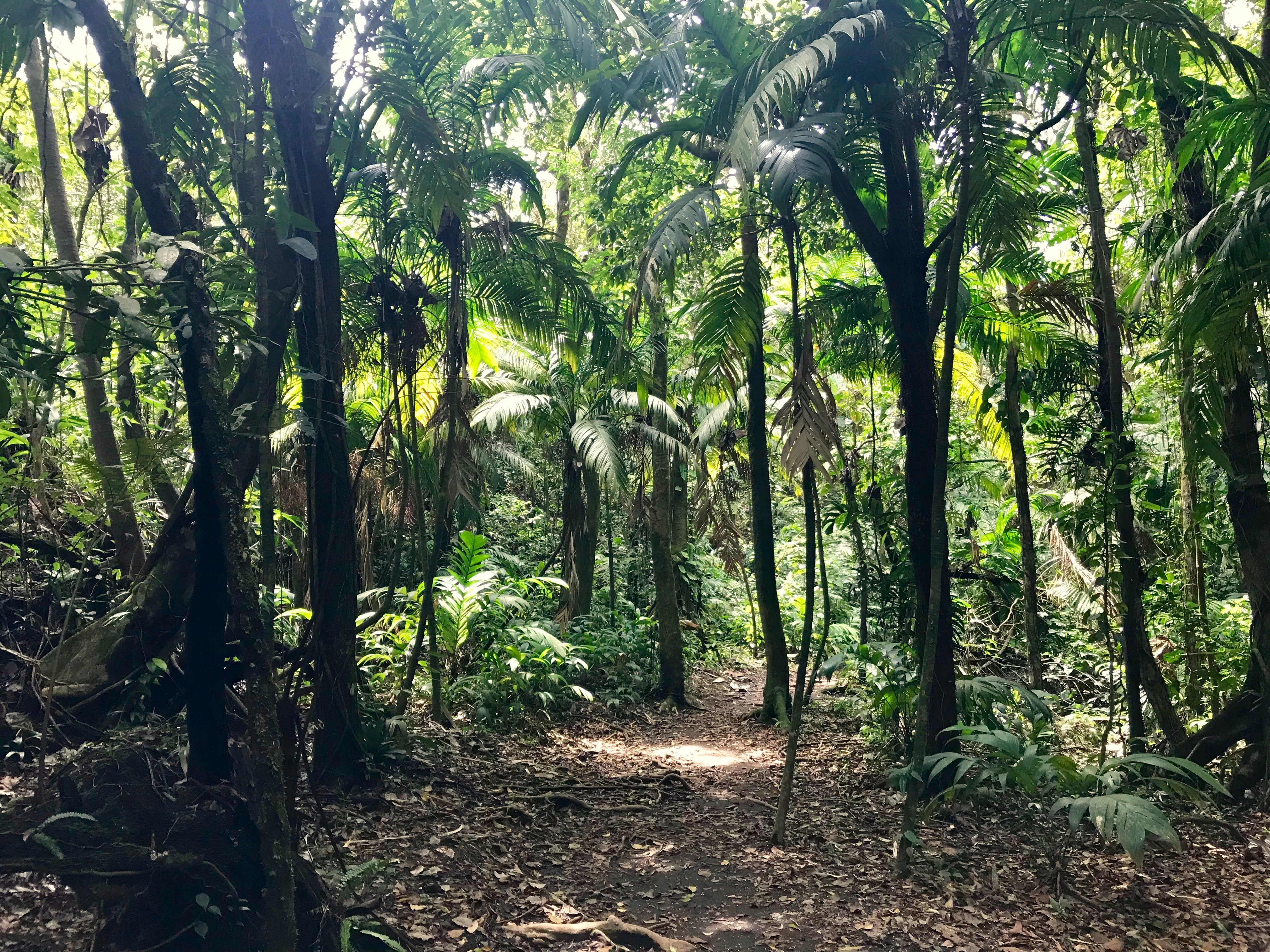 Forest trees Costa Rica