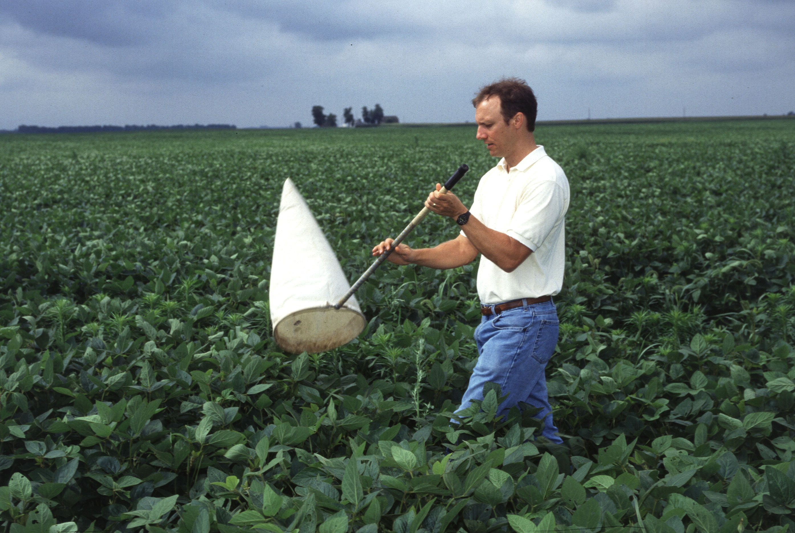 Entomologist Wayne Buhler sweeps a soybean field for western corn rootworm adults—another way to scout a field to determine if insecticidal bait is needed.